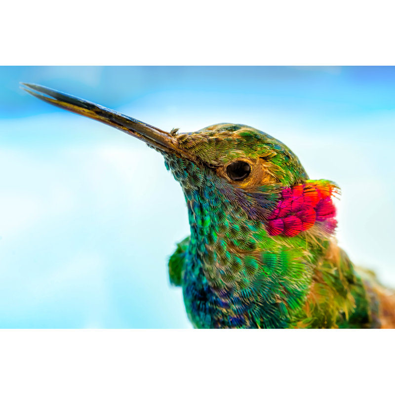 Hummingbird Close-Up - Wrapped Canvas Print, 61cm H x 91cm W x 3.8cm D