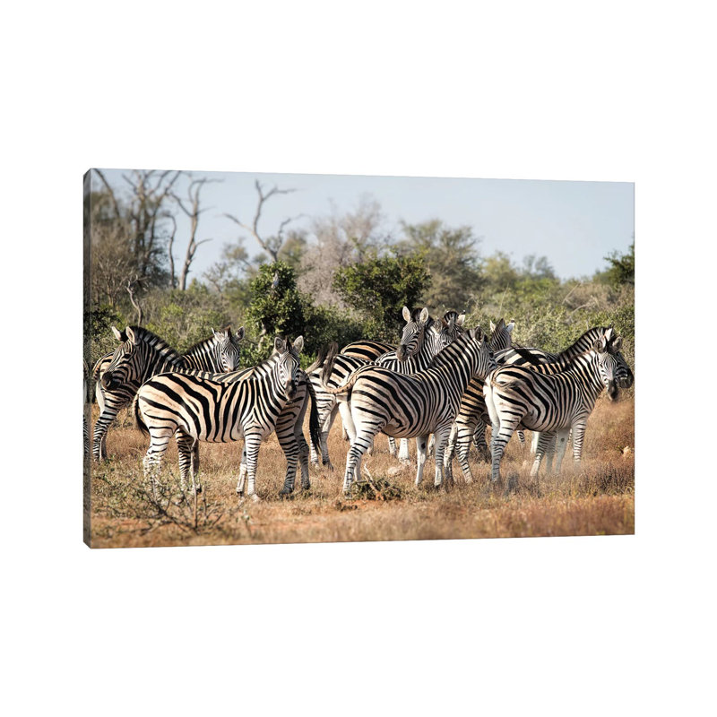 Zebra Dazzle by MScottPhotography - Wrapped Canvas Print, 20.32 cm H x 30.48 cm W