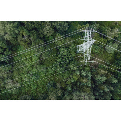 Obstructed Forest 1 par Thom Filicia - photographie sans cadre