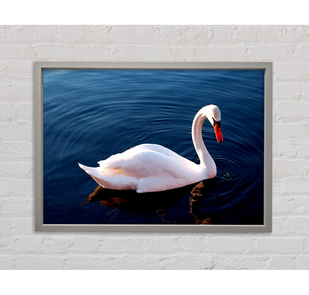 Weißer Schwan im Wasser - Einzelner Bilderrahmen Kunstdrucke auf Leinwand