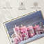 Bougies roses de l'Avent-218056685