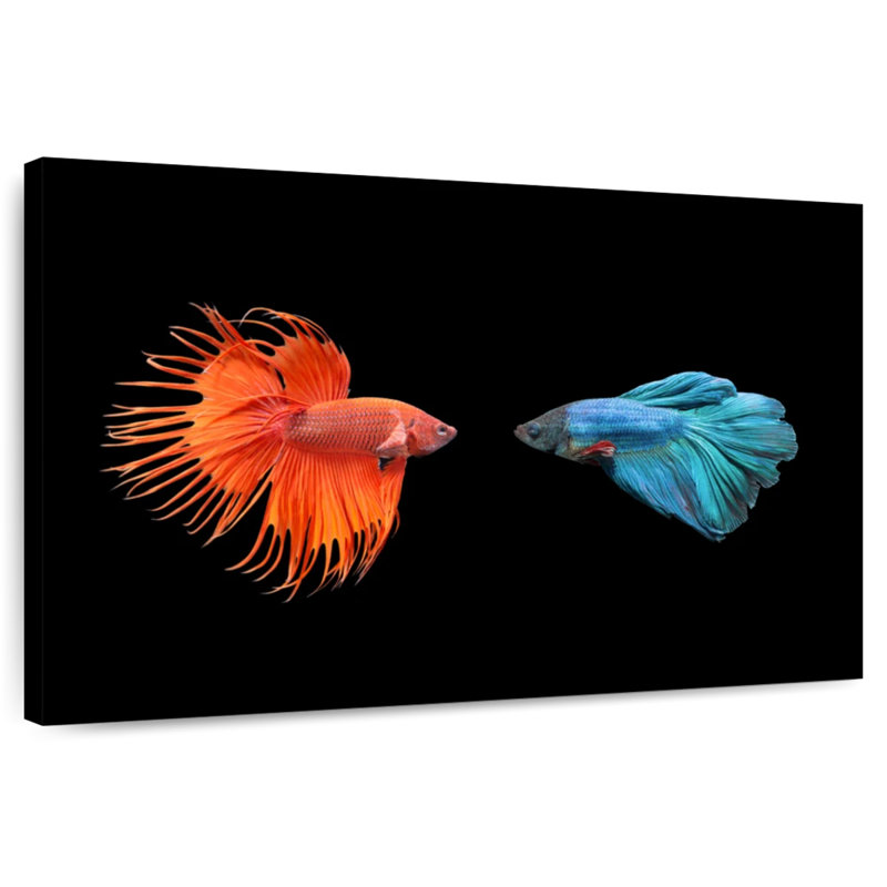 Brampt Betta Fish Meet, 16" H x 24" W