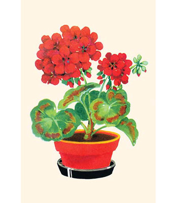 " Geranium "