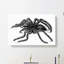 Tarantula Spider in Black & White by George Shaw - Wrapped Canvas-55358449