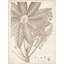 Art sur toile tendue Red Barrel Studio® Vision Studio Gallery: Sépia, plantes exotiques V-1859574765