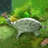 Efrain Metal Turtle with Butterfly Garden Statue
