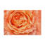 « orange rose closes », reproduction de photo sur toile tendue-32738704
