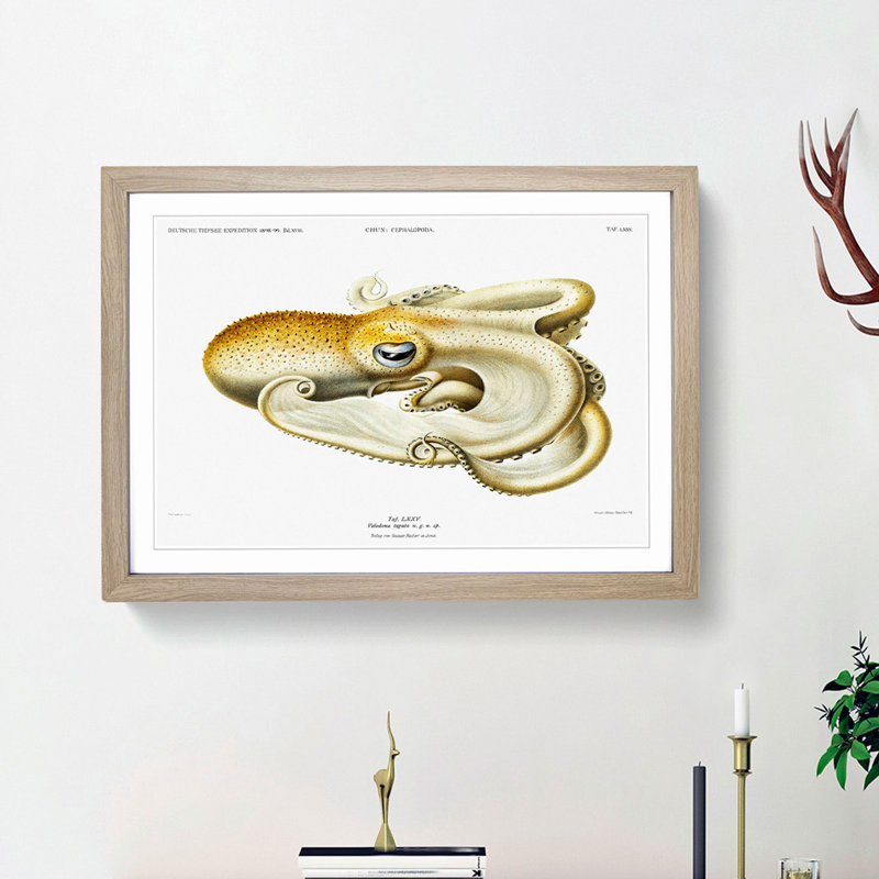 Velodona Octopus by Carl Chun - Picture Frame Painting Print, 48cm H x 65cm W x 2cm D, Oak Framed