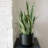30" Artificial Snake Plants in Black Pots