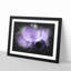 Purple Anemone Flower - Single Picture Frame Print on MDF-56861895-56861896