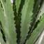 Agave artificiel 43 po en pot