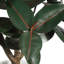 TREE RUBBER POT 5FT