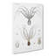 Octopus Illustration by A.A. Gould - Wrapped Canvas-55307797