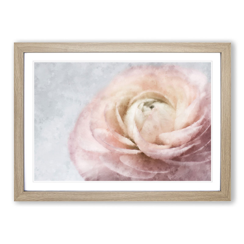 Pink Ranunculus Flower - Picture Frame Graphic Art Print, 33cm H x 45cm W x 2cm D, Oak