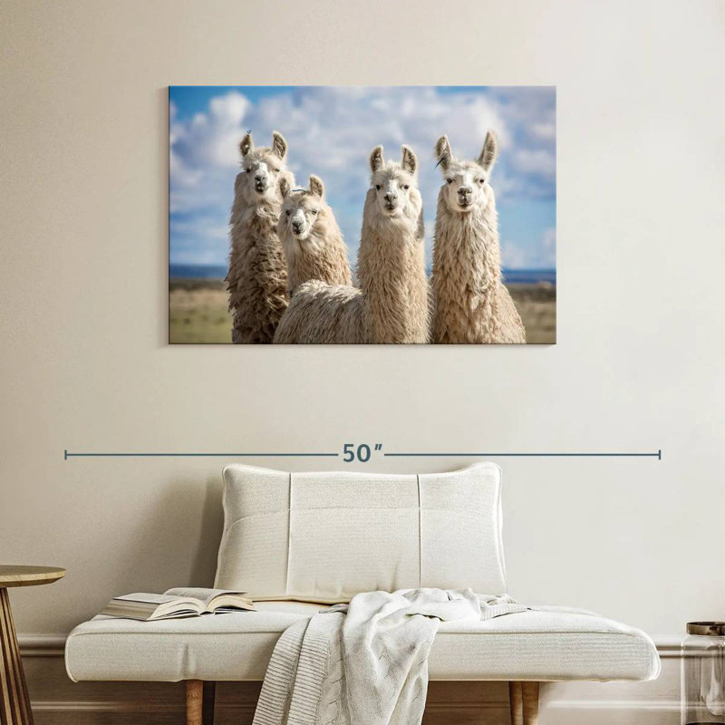Fluffy White Llamas, 26" H x 39" W