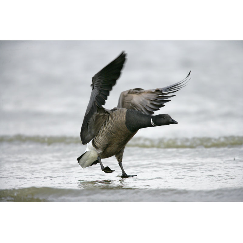 Brent Goose by MikeLane45 - Wrapped Canvas Print, 30cm H x 46cm W