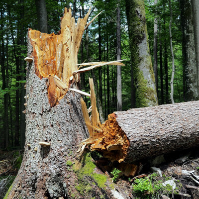 " Broken Tree "