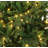 Lighted Christmas Tree-190080511
