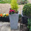 Plant Pot-795294482-788838801