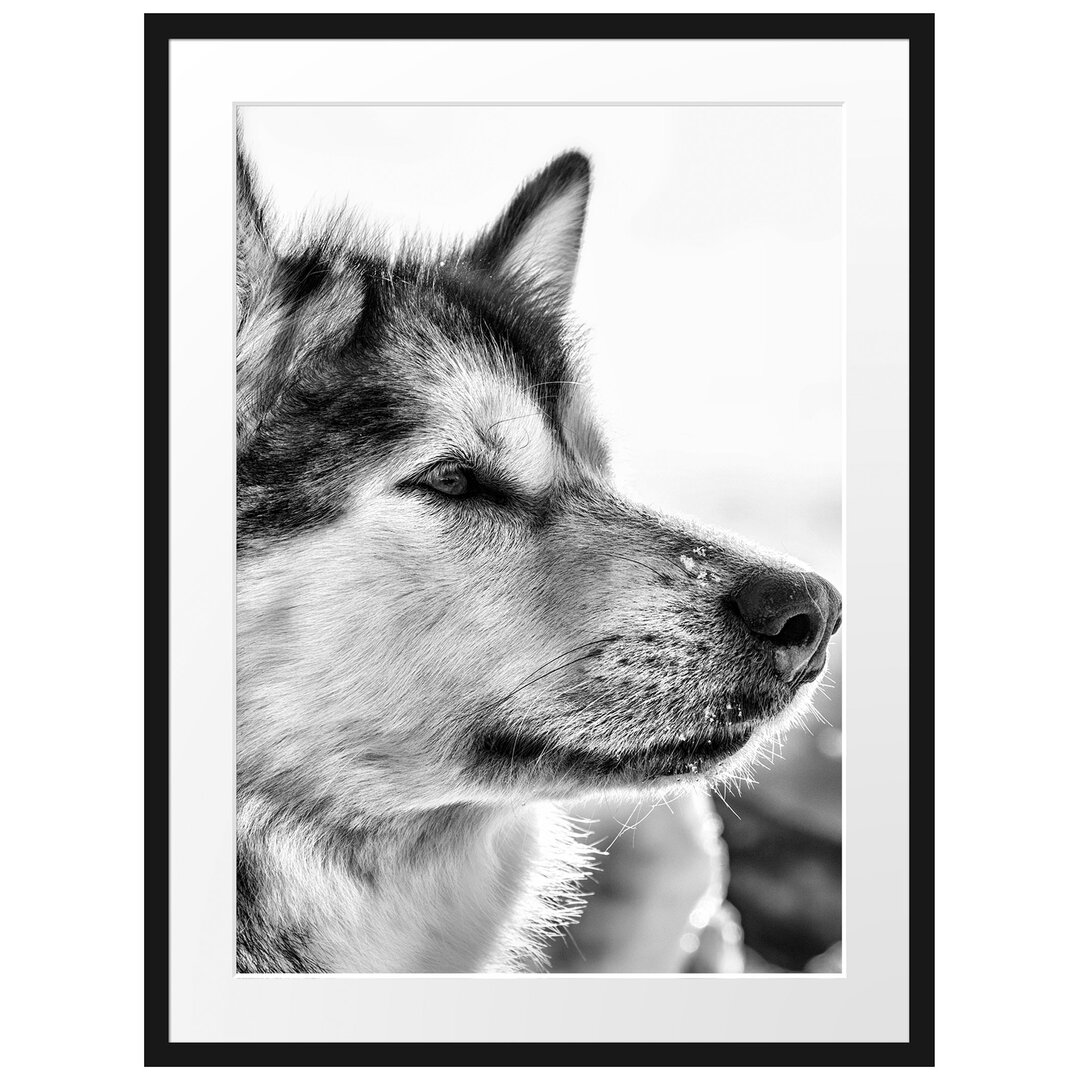 Gerahmtes Poster Husky im Schnee