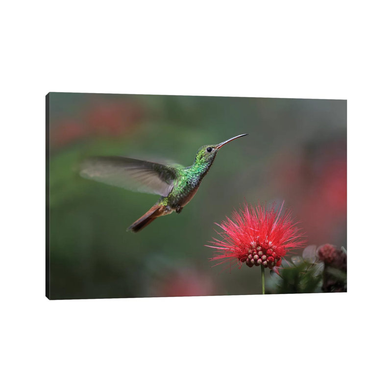 Rufous-Tailed Hummingbird At Fairy Duster Flower, Costa Rica by Tim Fitzharris - Wrapped Canvas Print