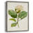MagnoliaFlowersI Framed Print - Solid Wood-763576662