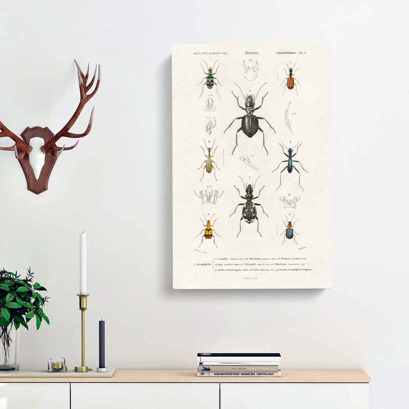 Beetle Illustrations PL. 1 by Charles D Orbigny - Wrapped Canvas, 50cm H x 35cm W x 3cm D