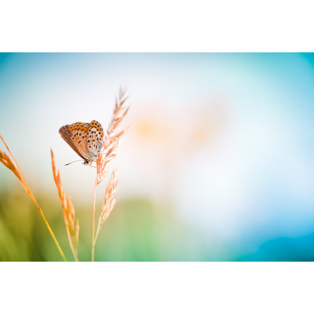 Bunter Geranien-Argus-Schmetterling von Pawel.gaul - Leinwandbild