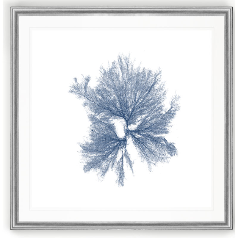 « marine algues iii », reproduction d’art, H 22,5 po x l 22,5 po x P 1,5 po, Cadre argenté