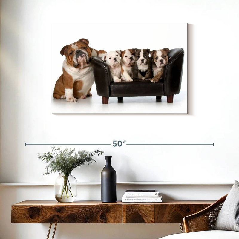 Bulldogs anglais Brampt, H 24 po x l 36 po