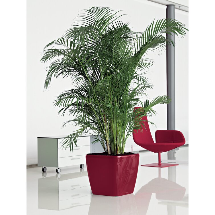 Lechuza Rondo Indoor Pot Planter & Reviews