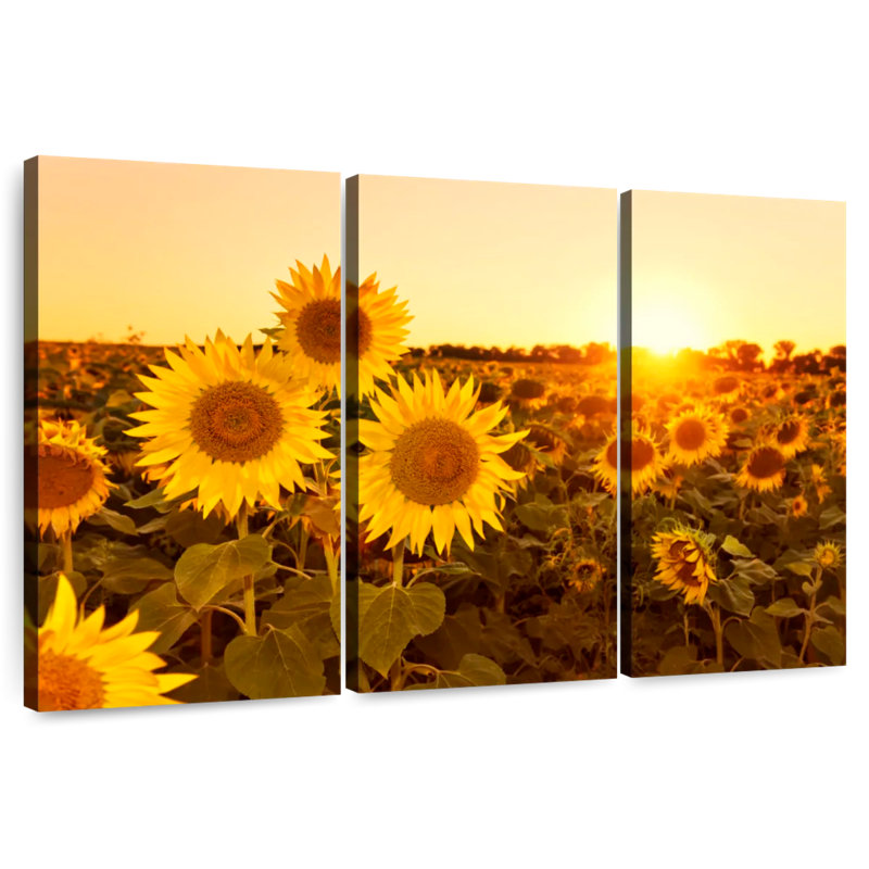 Coucher de soleil sur le champ de tournesols d'Alvord, H 32 po x l 50 po