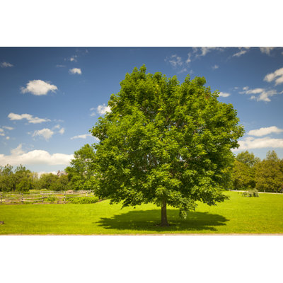 «Maple Tree in Summer Field» par Elenathewise - photographie sur toile tendue