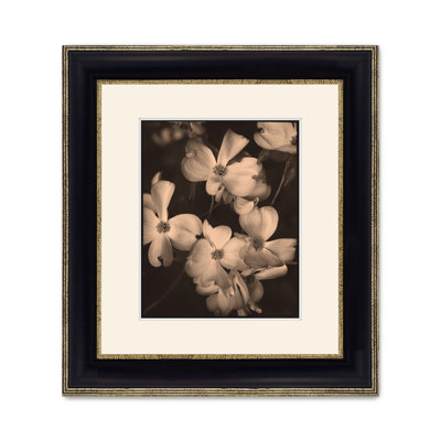 Dogwoods 