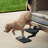 PetSafe Happy Ride Dog Hitch Step