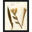 Pressed Botanical 23 Print