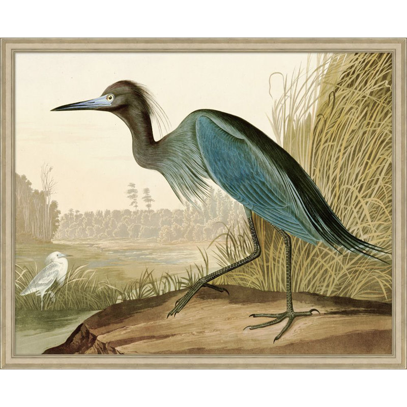 Audubons Blue Heron 2 Print