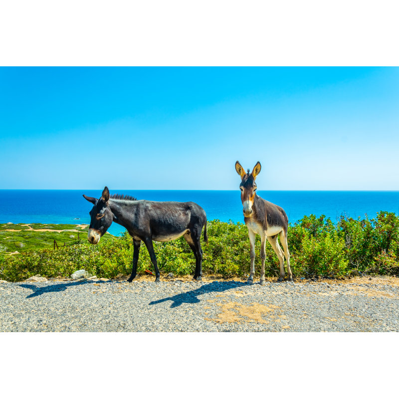 Wild Donkeys by Trabantos - Wrapped Canvas Print, 30cm H x 46cm W