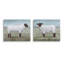 «Sheep Duo In Pasture Single Photo Frame» par Grace Popp, 2 pièces sur toile-629887856-629615326