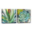 «Brilliant Succulents I / II» par Norman Wyatt Jr. - Ensemble d'impressions sur toile tendue-28142647-103282079-107083914