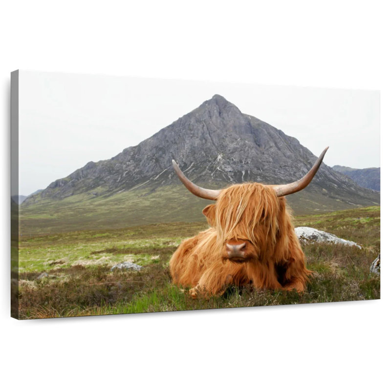 Vache sereine Brampt Highland, H 30 po x l 45 po