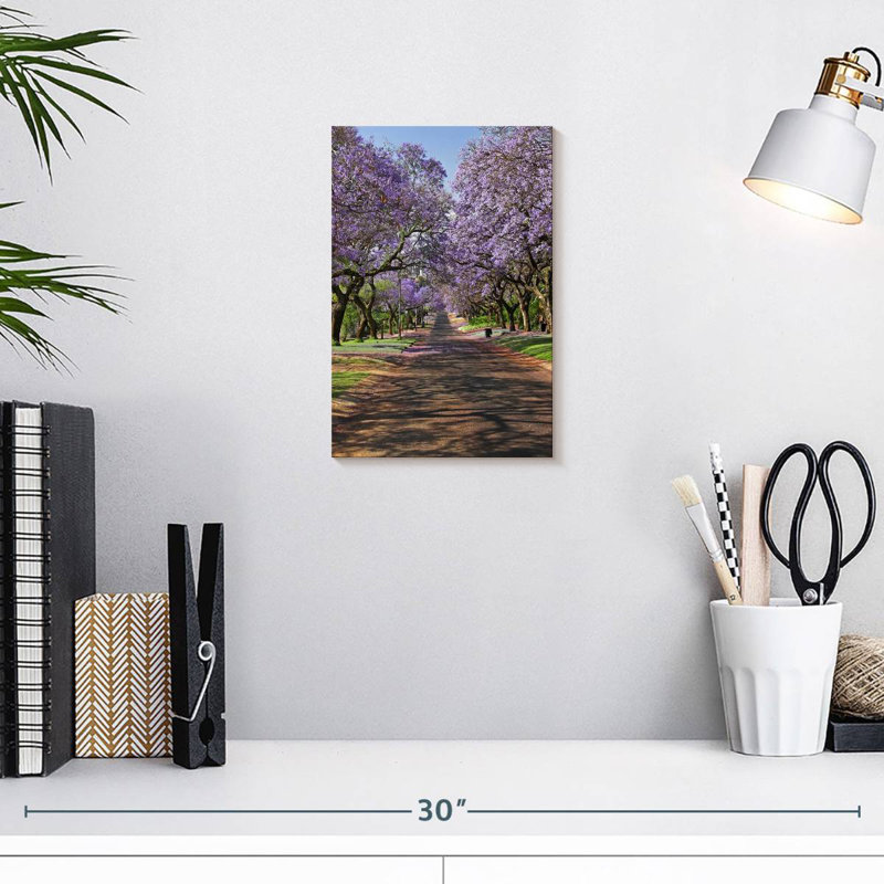 Jacaranda Sireci, H 12 po x l 8 po