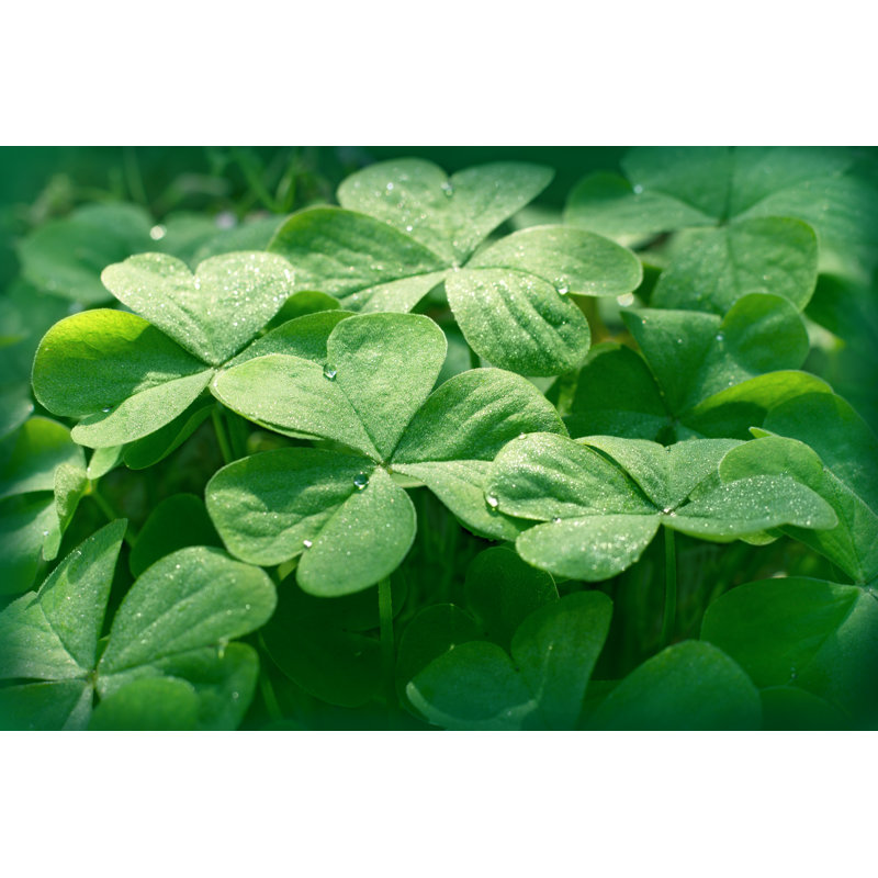 Clover in Meadow - Clover Leaves On Canvas par Photoiris2021 - photographie, H 8 po x l 12 po x P 1,25 po