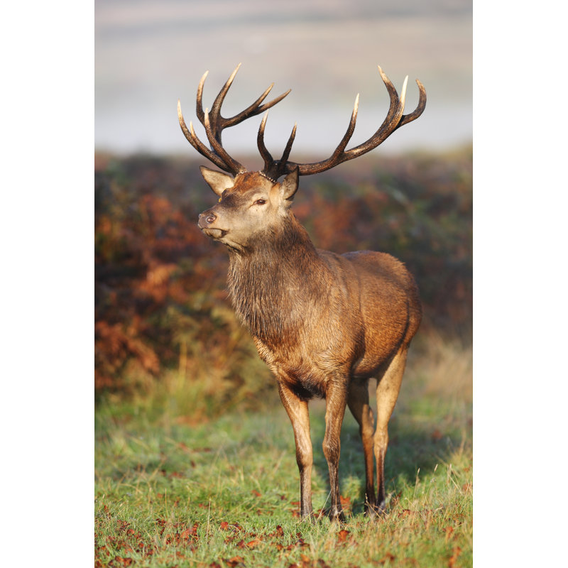 Red Deer Portrait by GP232 - Print, 122cm H x 81cm W x 3.8cm D