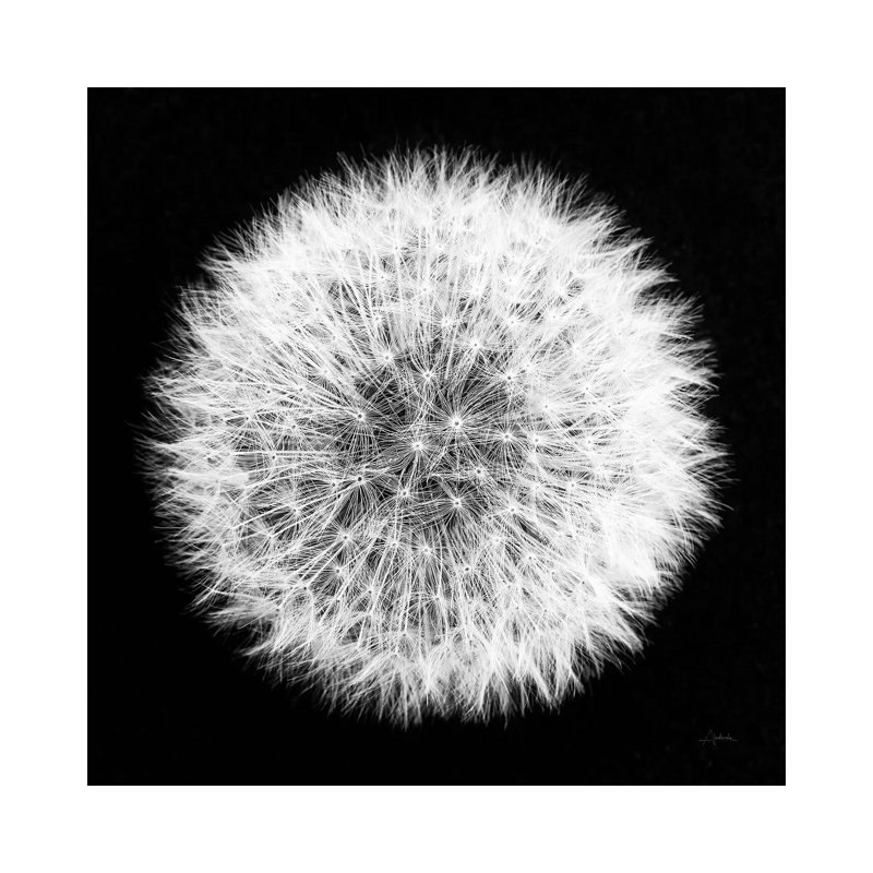 Dandelion On Black I by Aledanda - Wrapped Canvas Print, 93.98 cm H x 93.98 cm W x 1.91 cm D