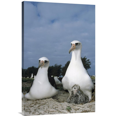 " Laysan Albatross Parents Exchanging Chick Guarding Duties, Midway Atoll, Hawaii "