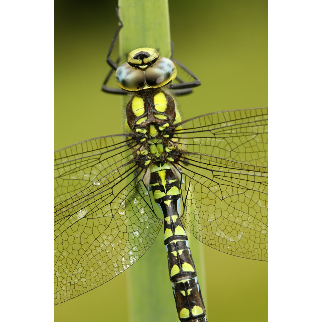 Southern Hawker - Kunstdrucke aus gerollter Leinwand