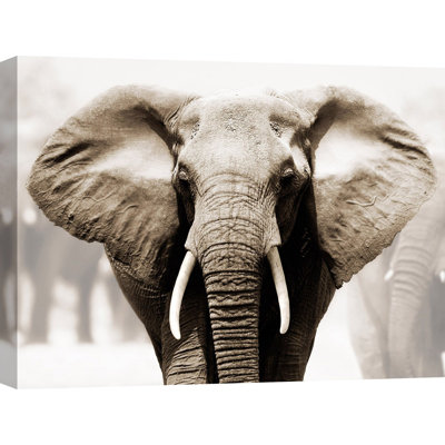 African Elephant 1 Piece Wrapped Canvas Wall Art