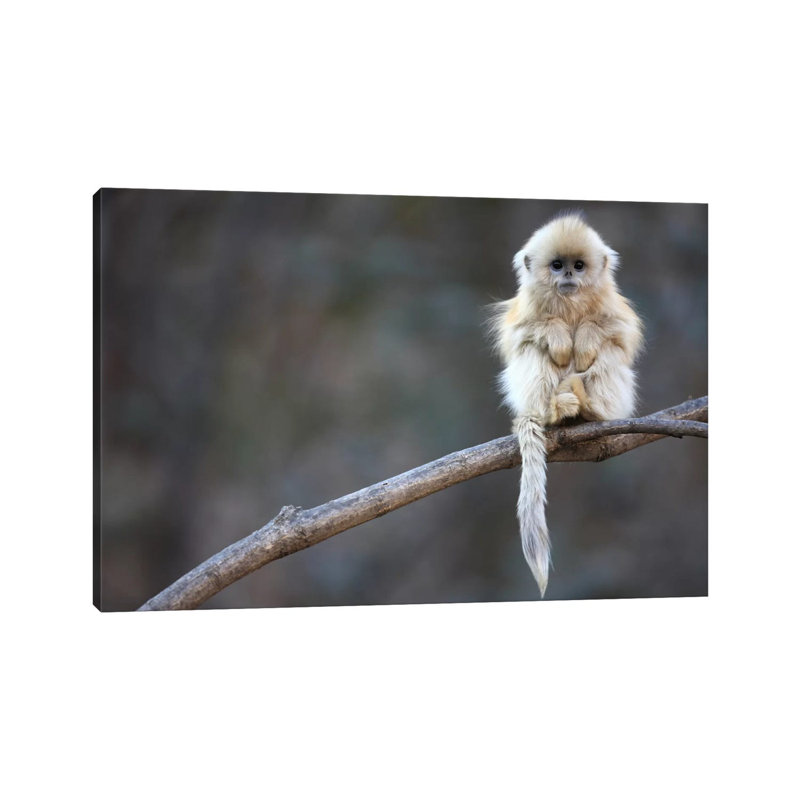Golden Snub-Nosed Monkey Juvenile, Qinling Mountains, China by Cyril Ruoso - Wrapped Canvas Print