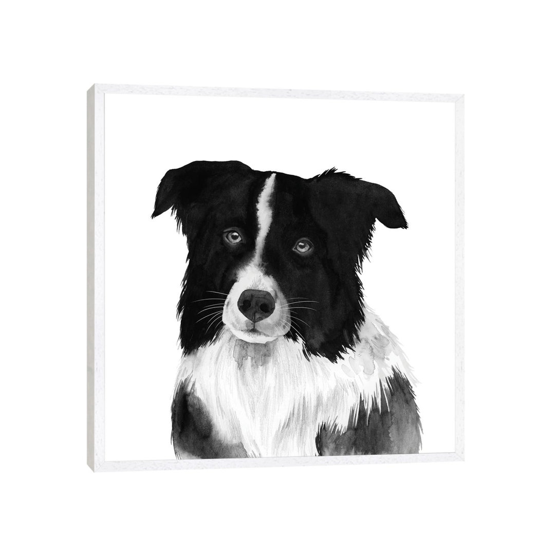 Border Collie II